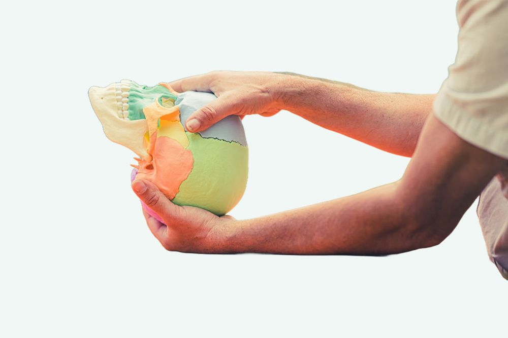 Craniosacral-Therapie – Schädelmodell
